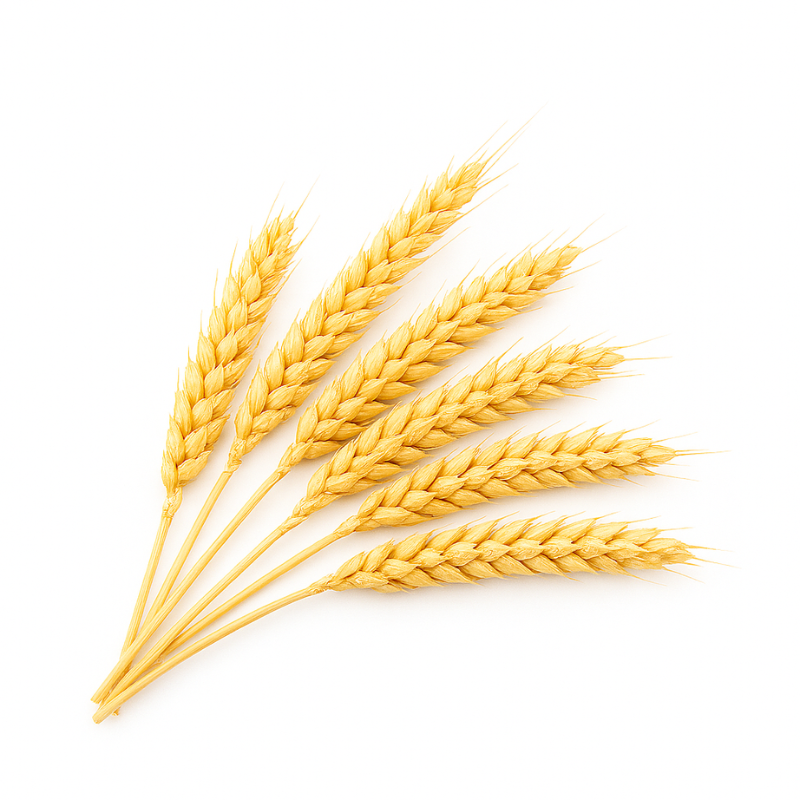 Wheat